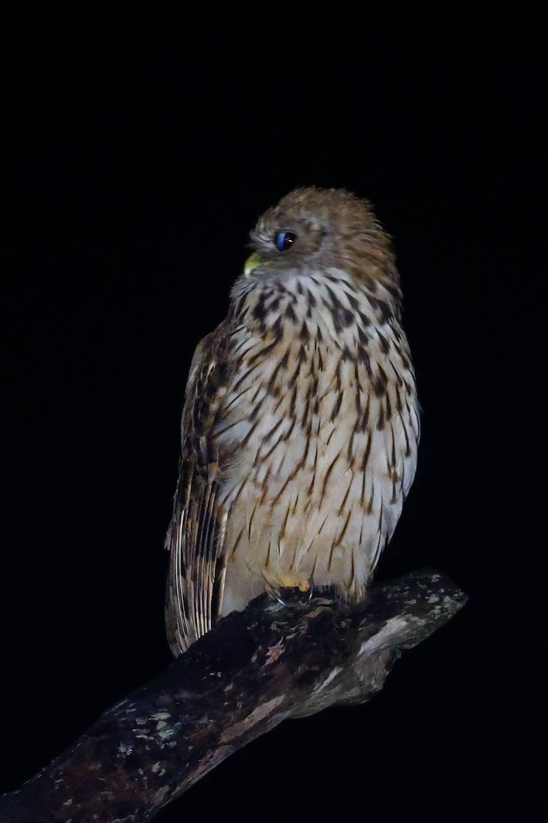 Vermiculated Fishing-Owl - ML636714812