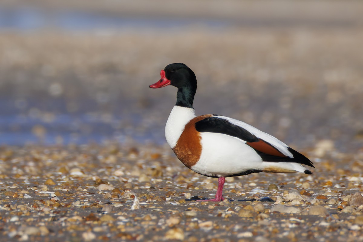 Common Shelduck - Alexis Lours