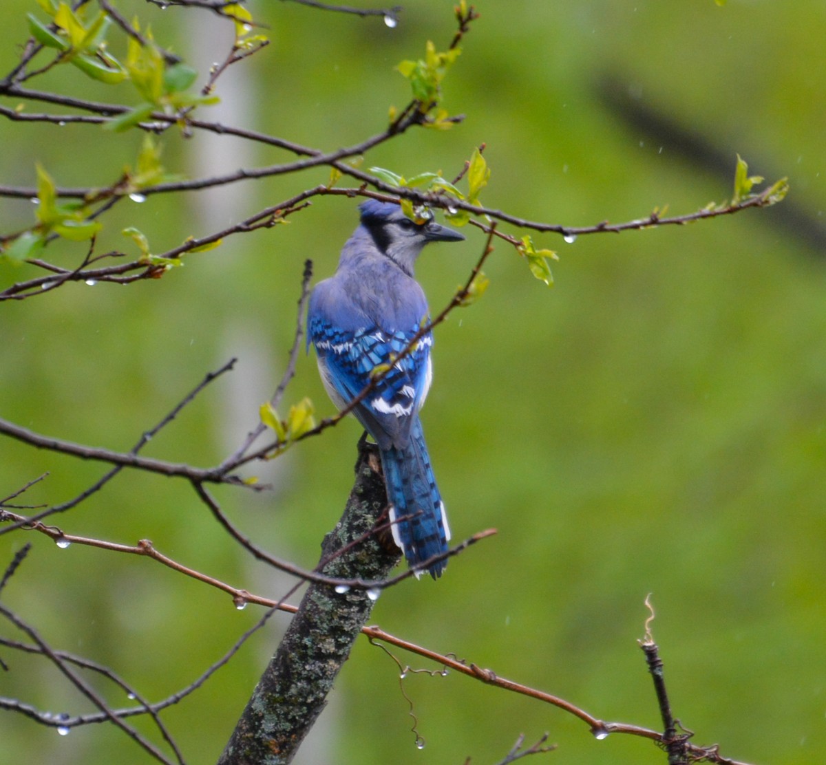 Blue Jay - ML636715035