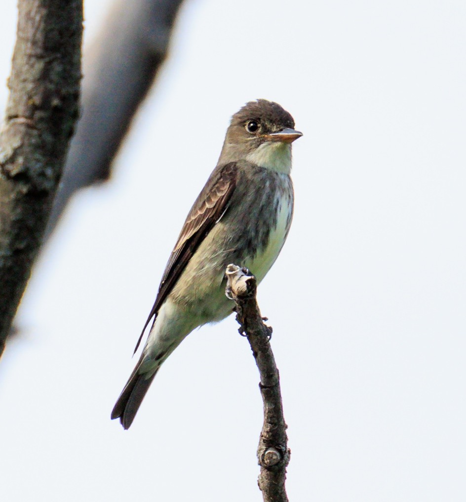 Olive-sided Flycatcher - ML636715042