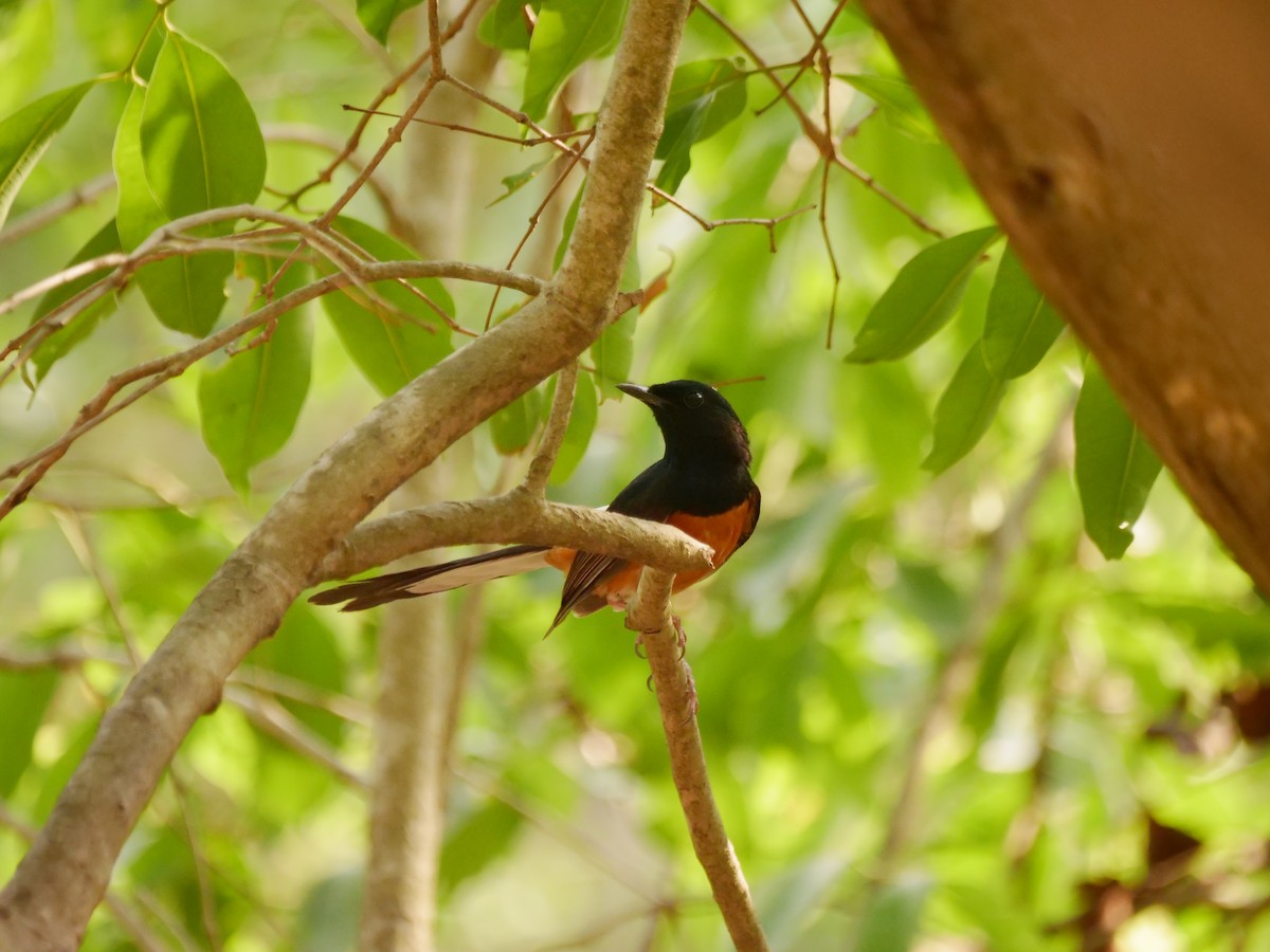 White-rumped Shama - ML636715057
