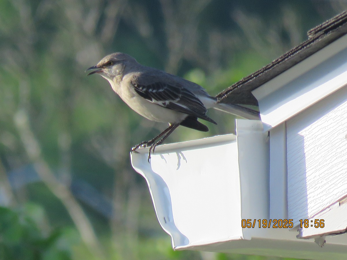 Northern Mockingbird - ML636715101