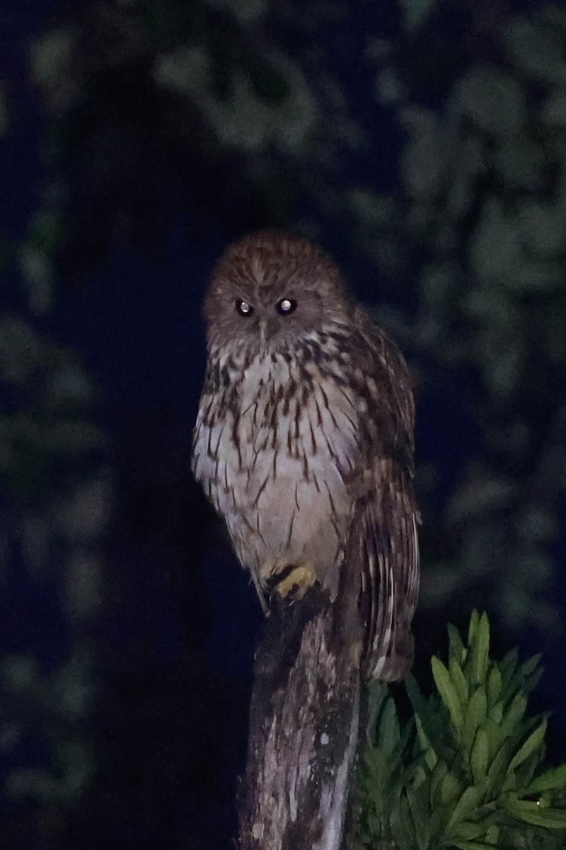 Vermiculated Fishing-Owl - ML636715123