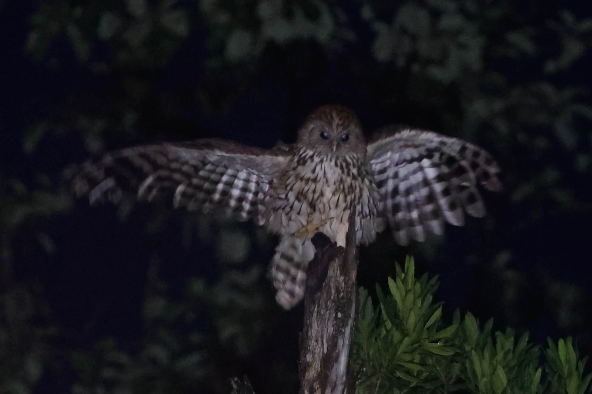 Vermiculated Fishing-Owl - ML636715127
