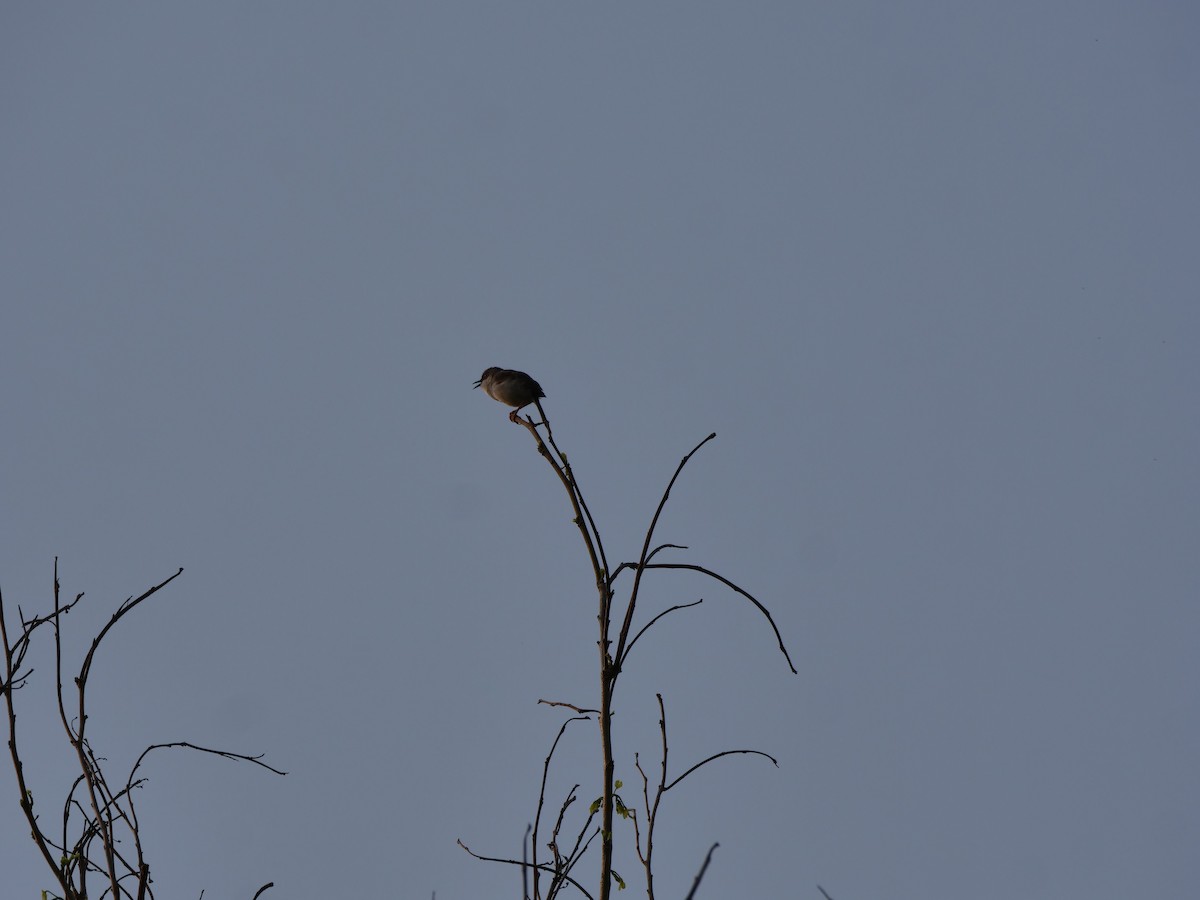 Ashy Prinia - ML636715261