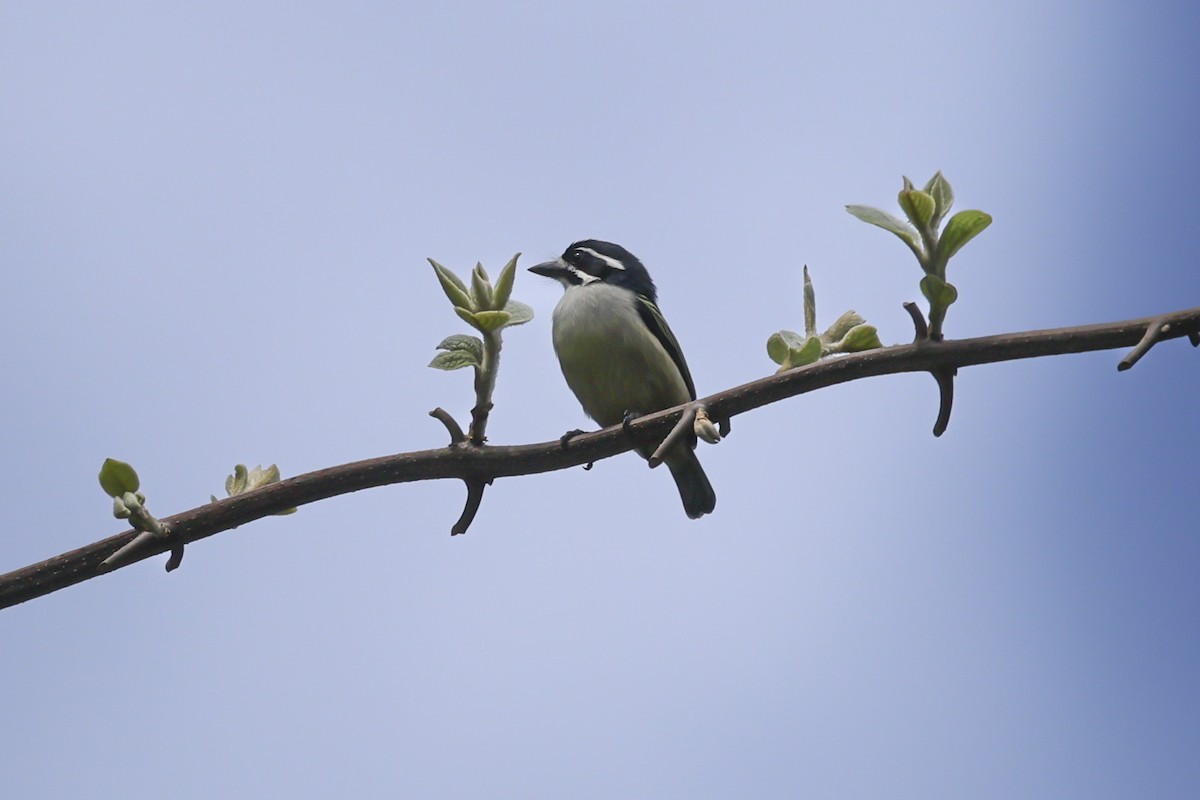 Yellow-rumped Tinkerbird - ML636715363