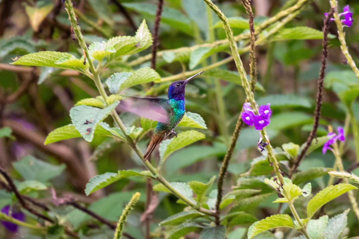 Golden-tailed Sapphire - ML636715392