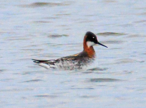Red-necked Phalarope - ML636715491