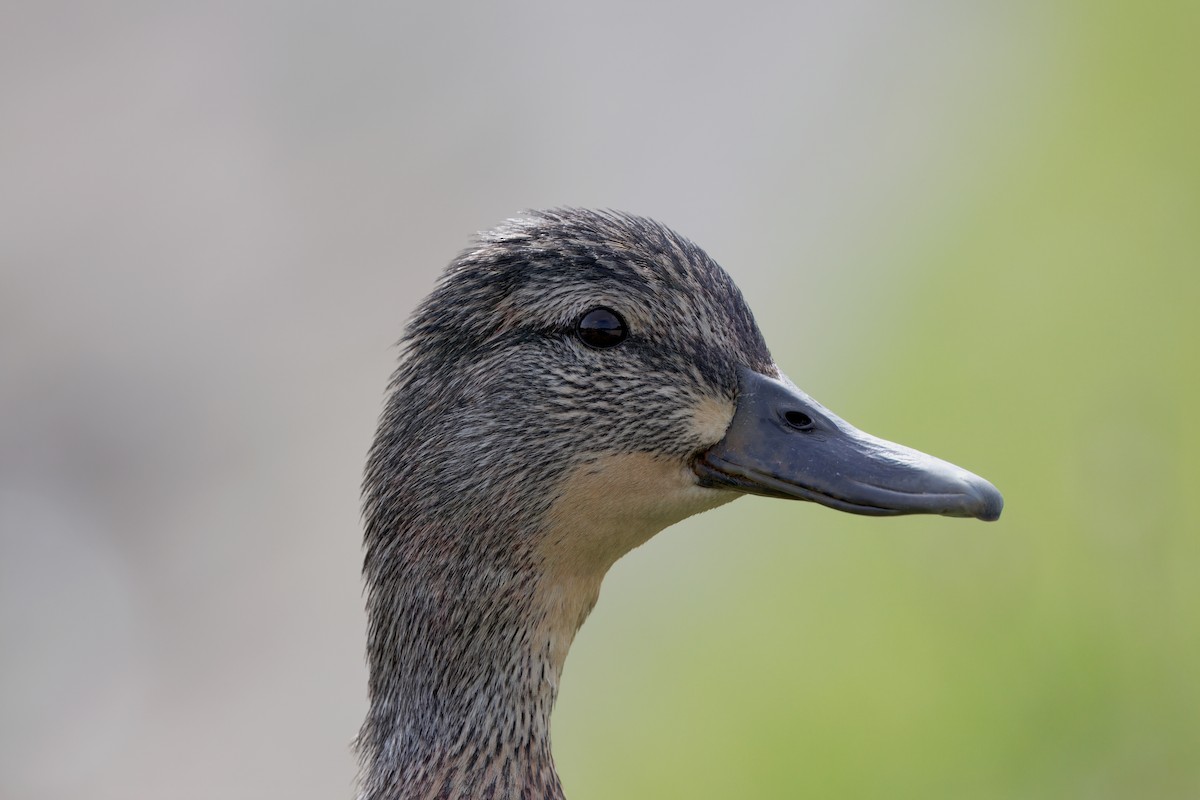 Yeşilbaş x Esmer Ördek - ML636715500