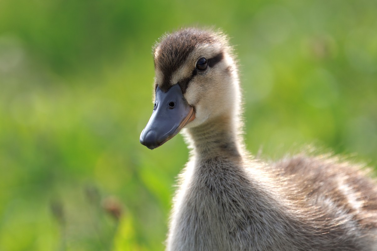 Yeşilbaş x Esmer Ördek - ML636715516