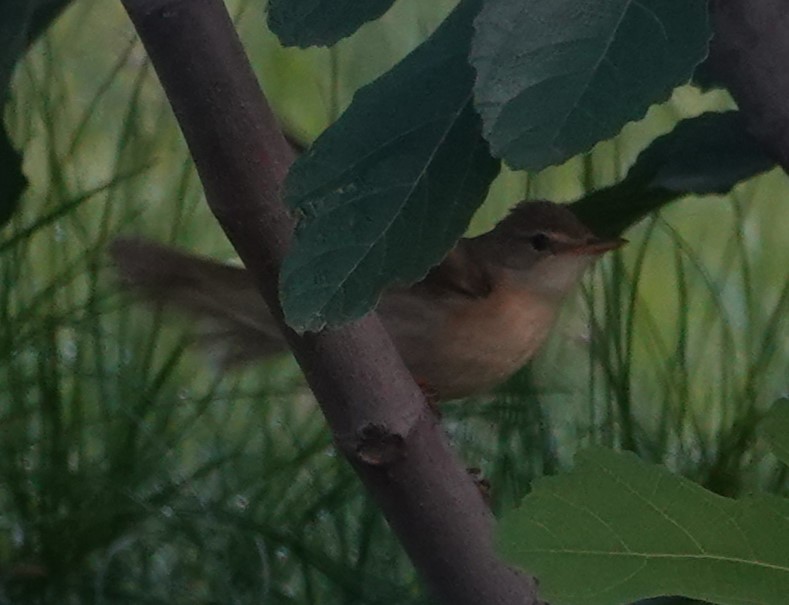 Marsh/Common Reed Warbler - ML636715524