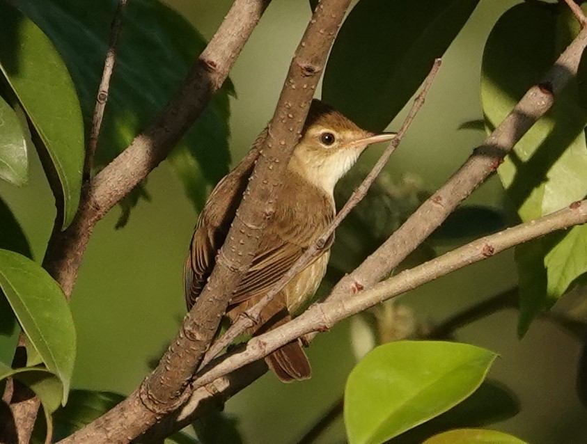 Marsh/Common Reed Warbler - ML636715525