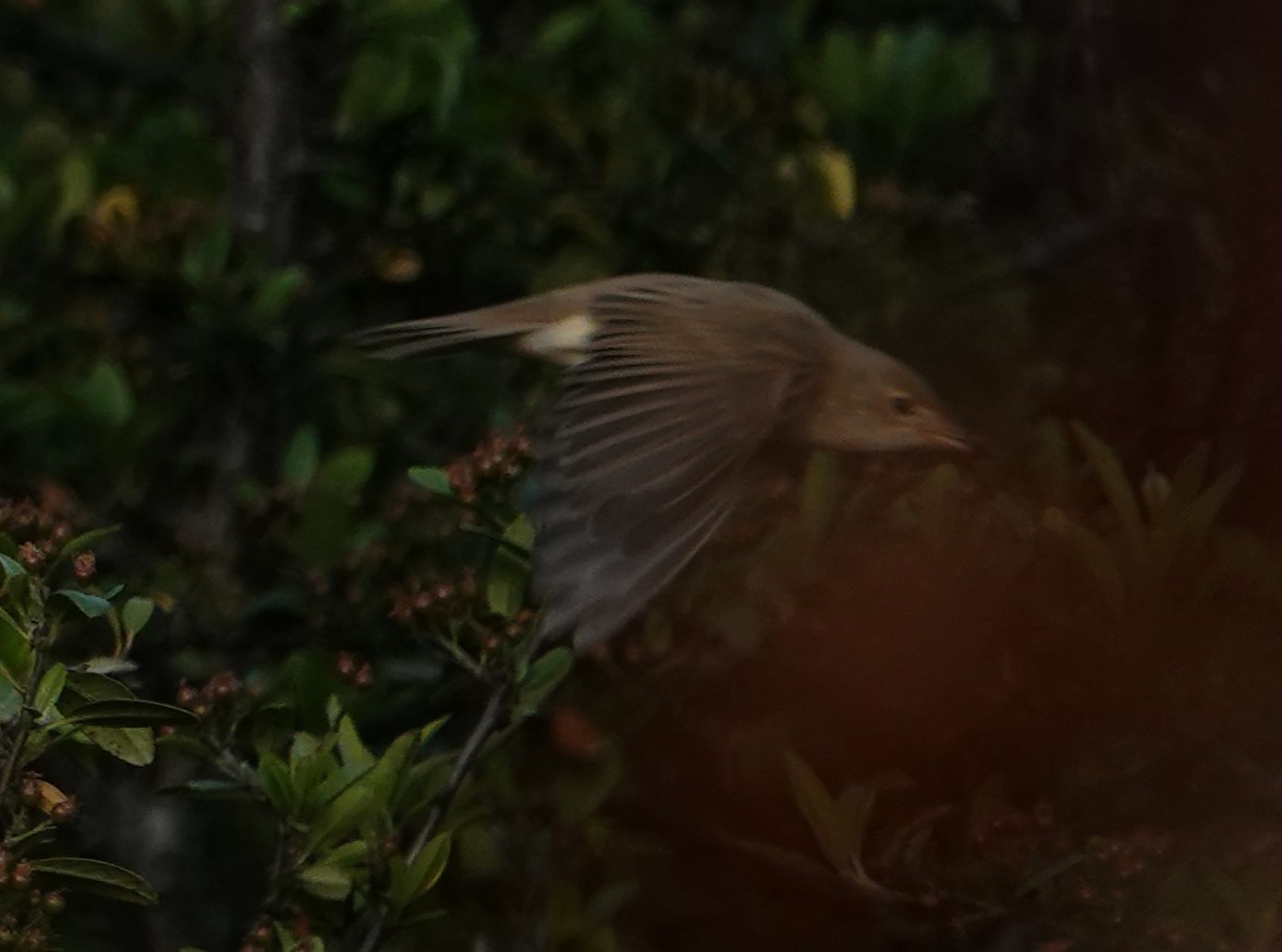 Marsh/Common Reed Warbler - ML636715526