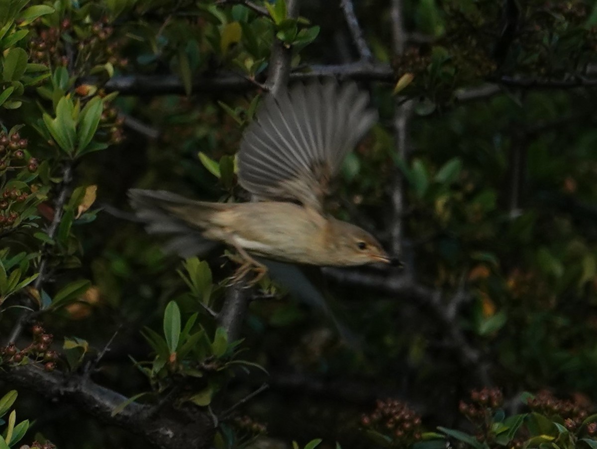 Marsh/Common Reed Warbler - ML636715527