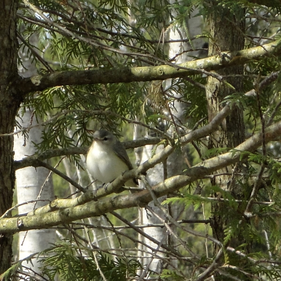 Warbling Vireo - ML636715538