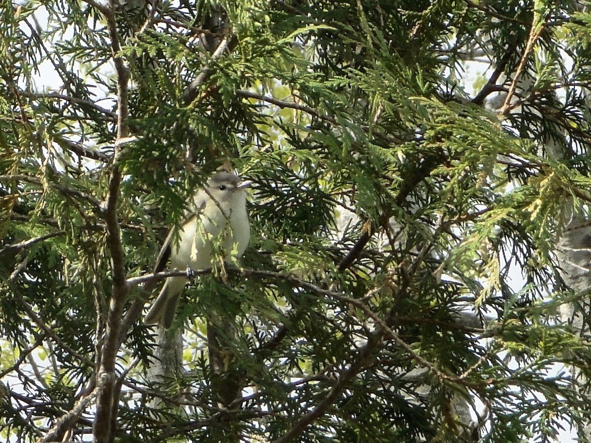 Warbling Vireo - ML636715539