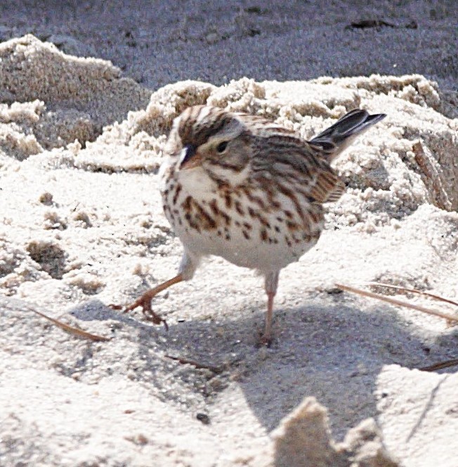 Savannah Sparrow (Ipswich) - ML636715541