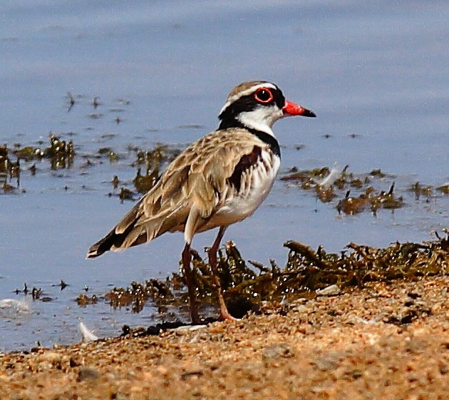 Black-fronted Dotterel - ML636715542