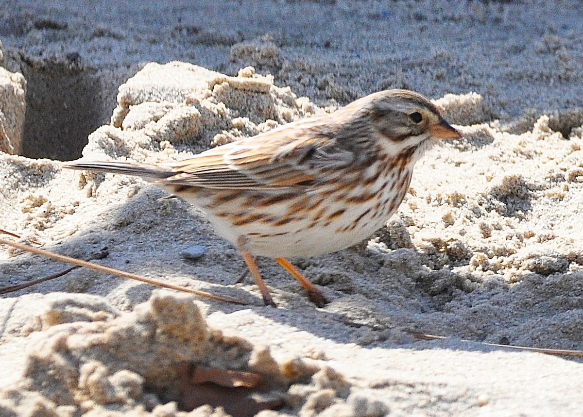 Savannah Sparrow (Ipswich) - ML636715552