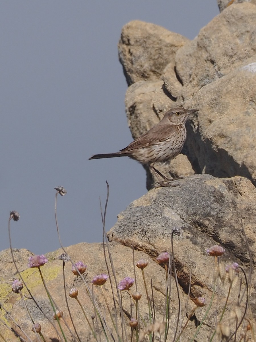 Sage Thrasher - ML636715684