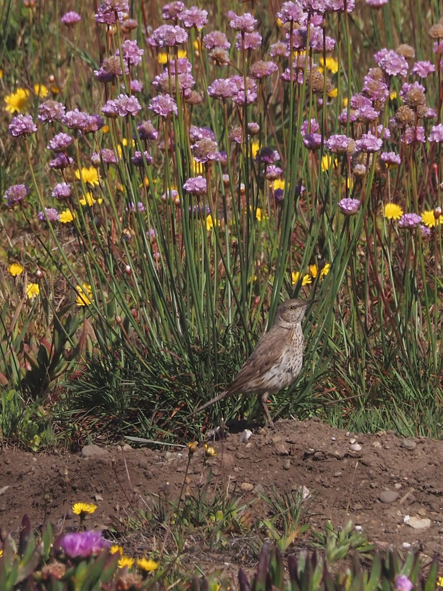 Sage Thrasher - ML636715685