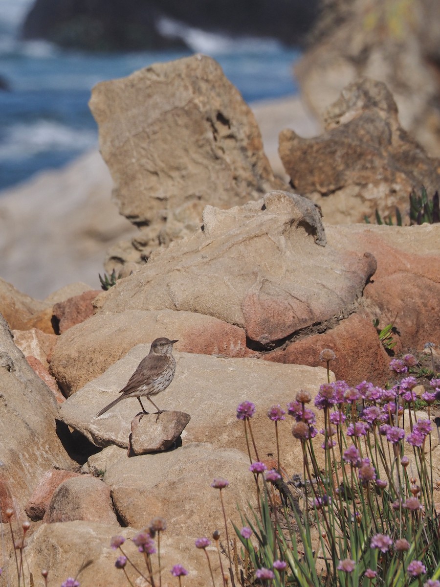 Sage Thrasher - ML636715686