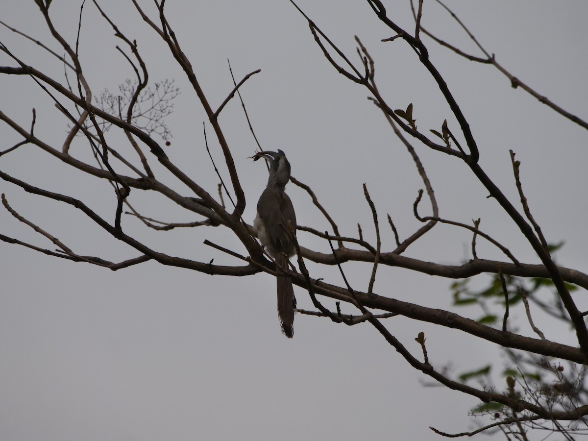 Indian Gray Hornbill - ML636715700