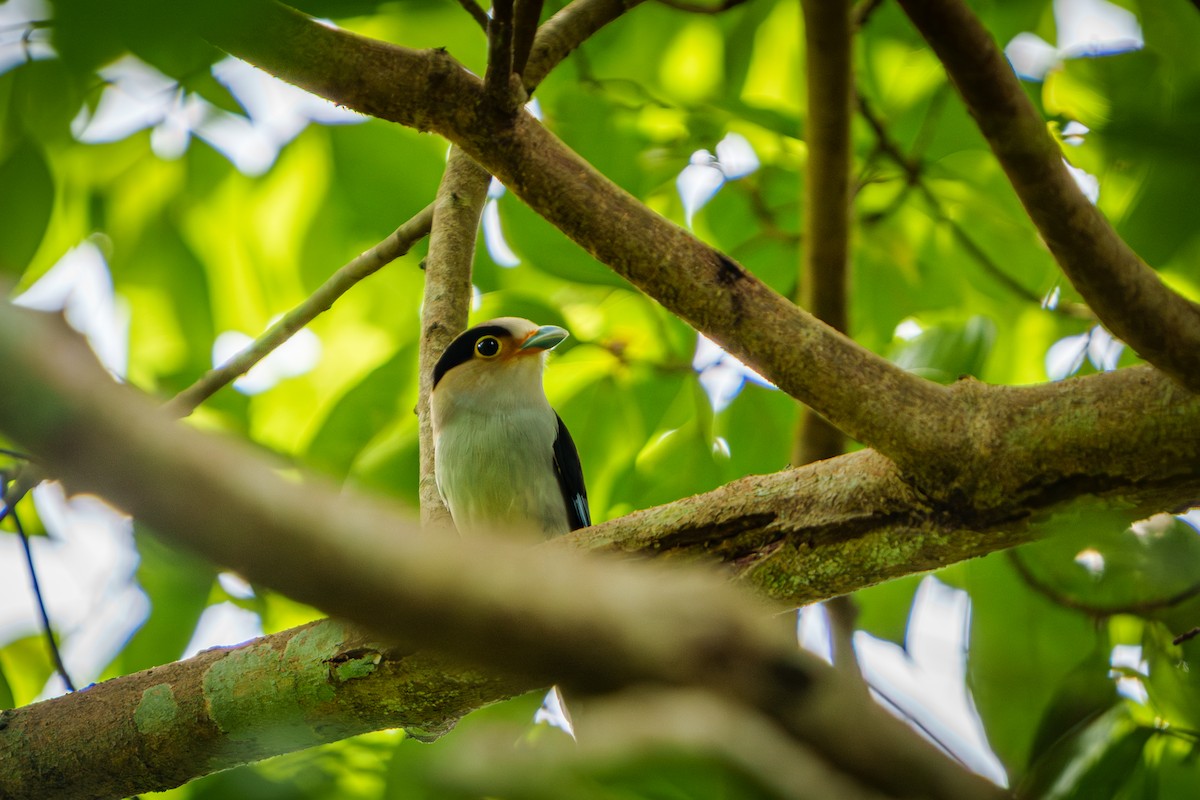 Silver-breasted Broadbill - ML636715714