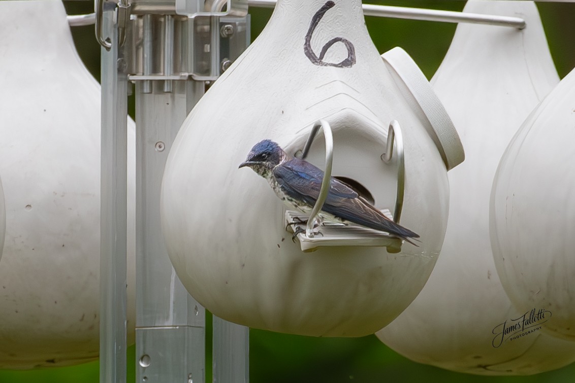 Purple Martin - ML636715768