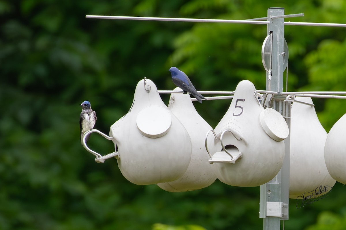 Purple Martin - ML636715770