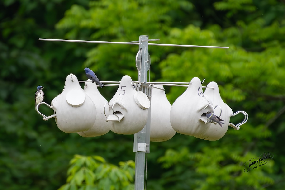 Purple Martin - ML636715771