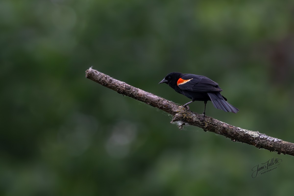 Red-winged Blackbird - ML636715785