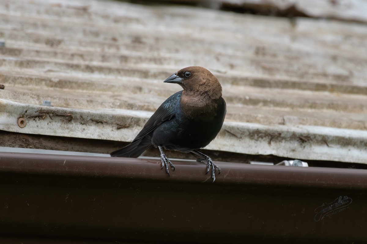 Brown-headed Cowbird - ML636715792
