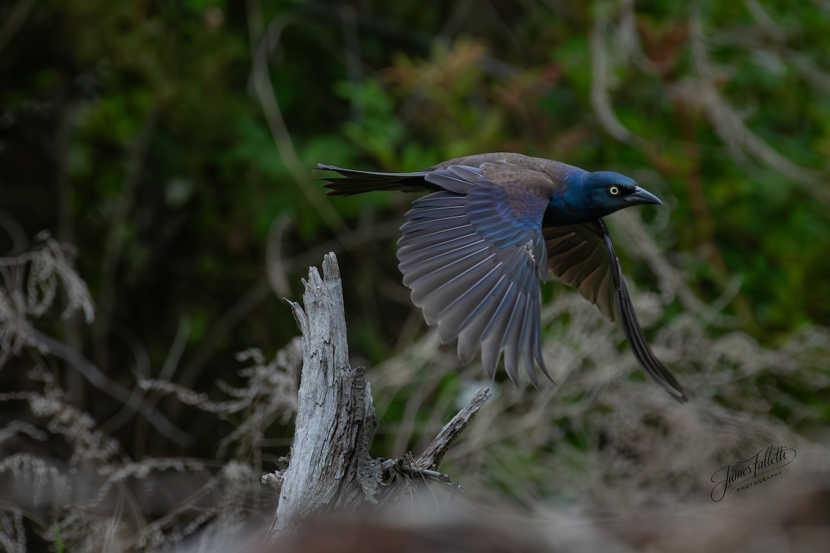 Common Grackle - ML636715806