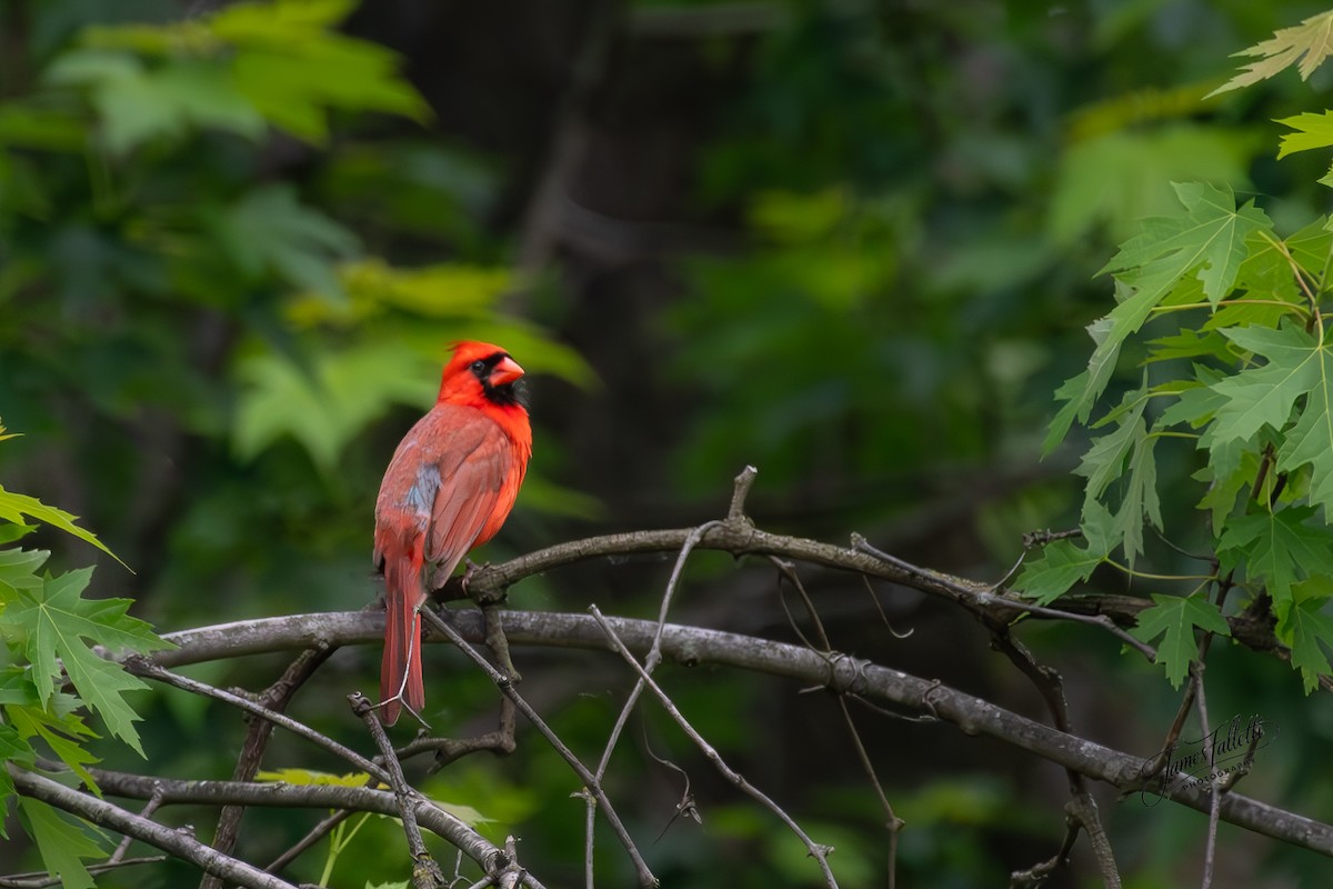Northern Cardinal - ML636715811
