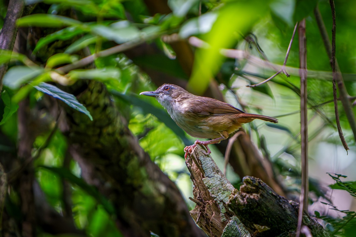 Abbott's Babbler - ML636715828