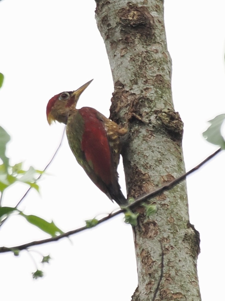 Crimson-winged Woodpecker - ML636715893