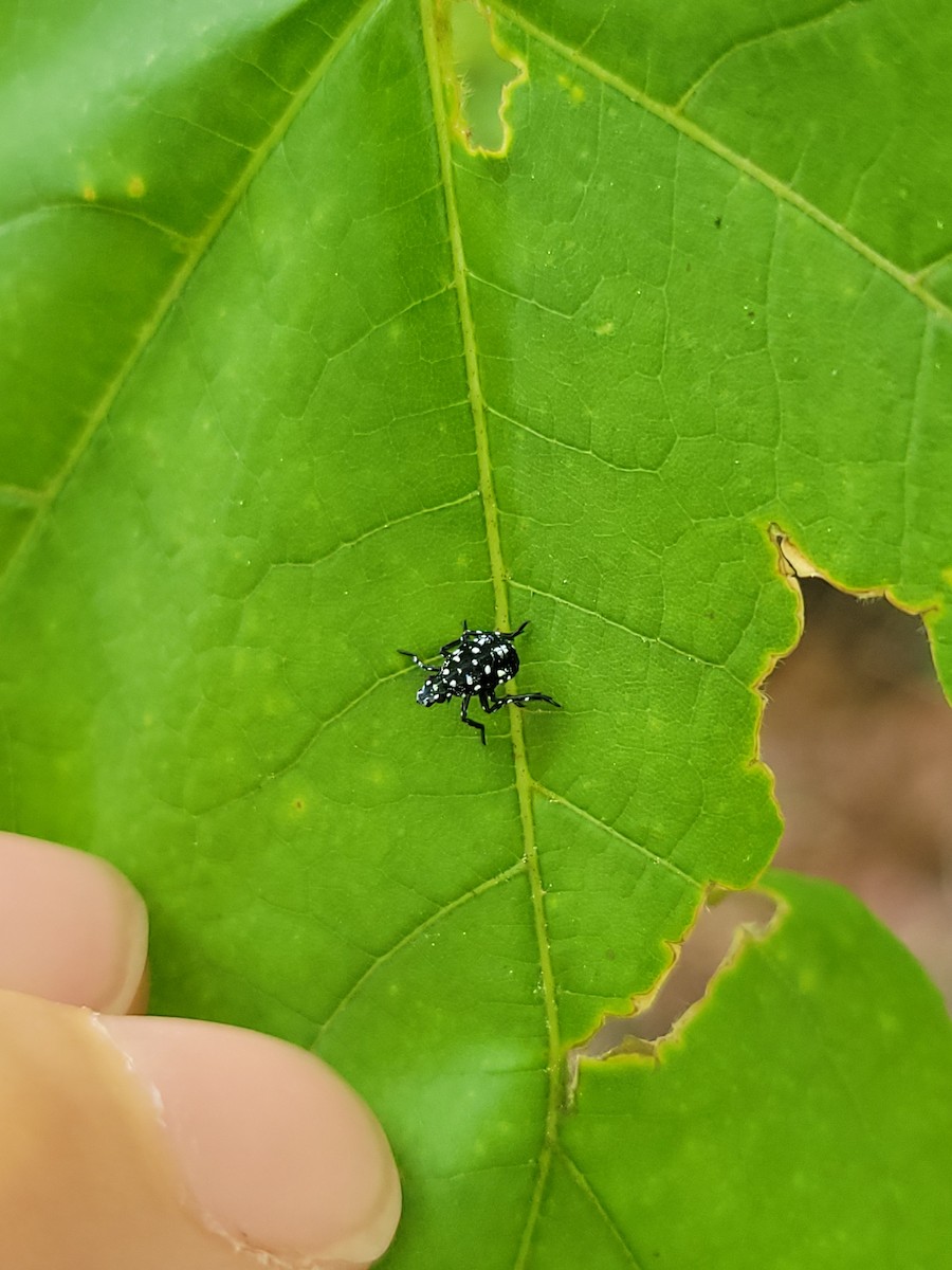 昆蟲綱 - ML636715911