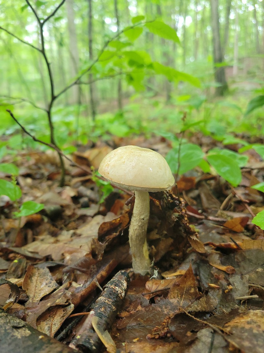 動物界 - ML636715922