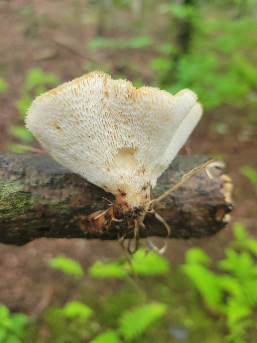 動物界 - ML636715926