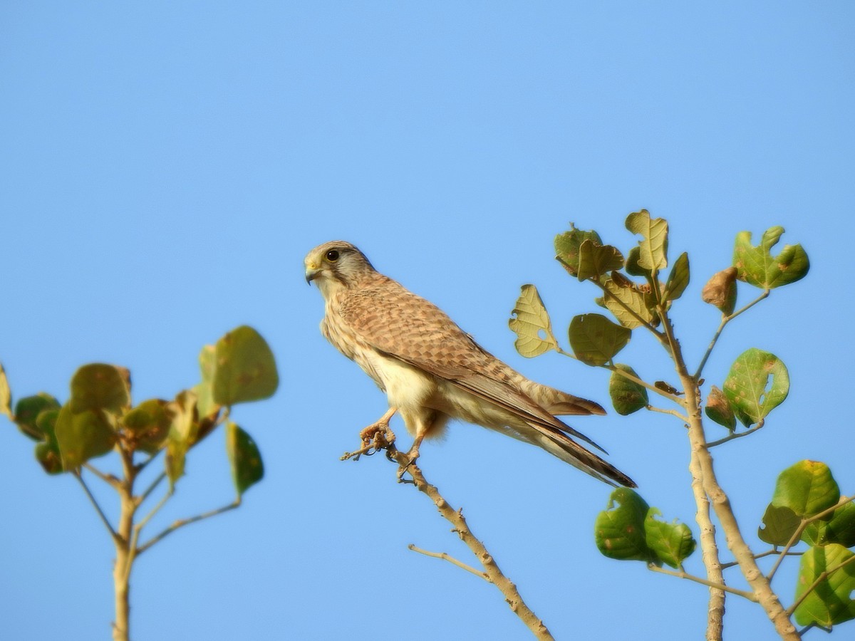 Eurasian Kestrel - ML636716126