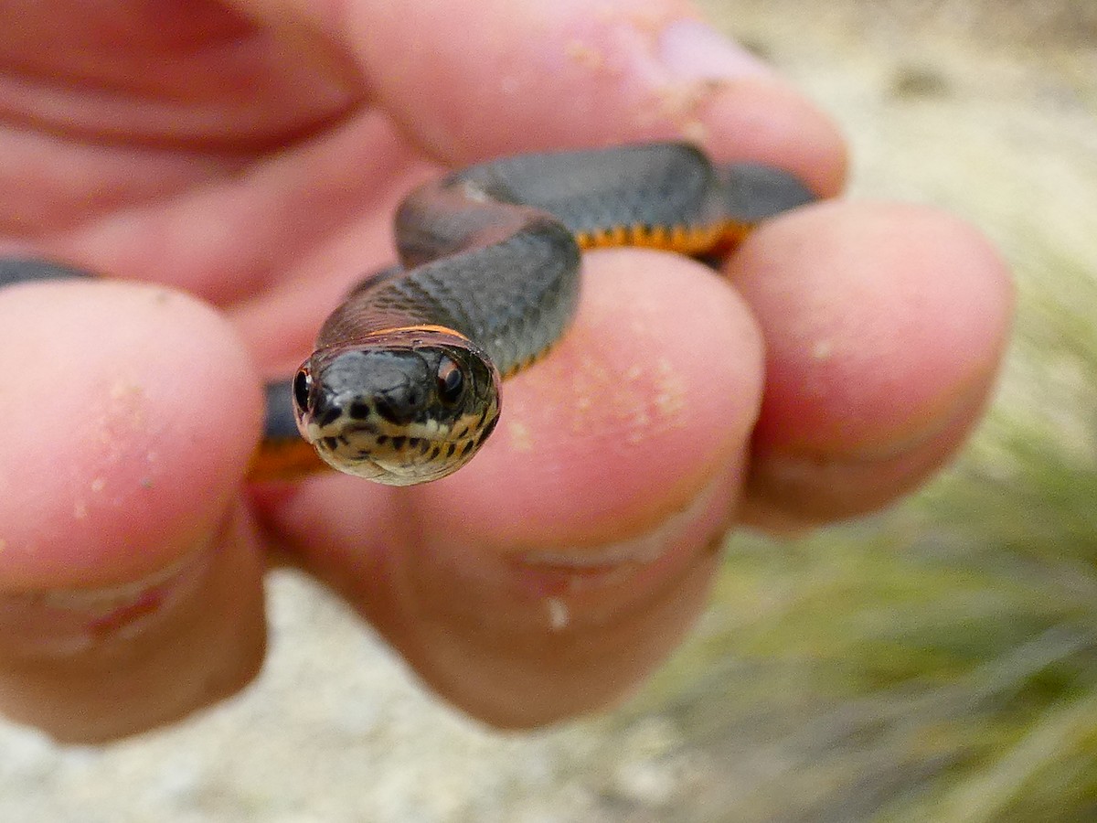Ring-necked Snake - ML636716150