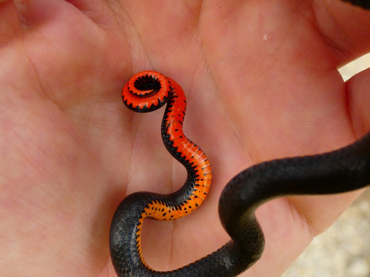 Ring-necked Snake - ML636716151