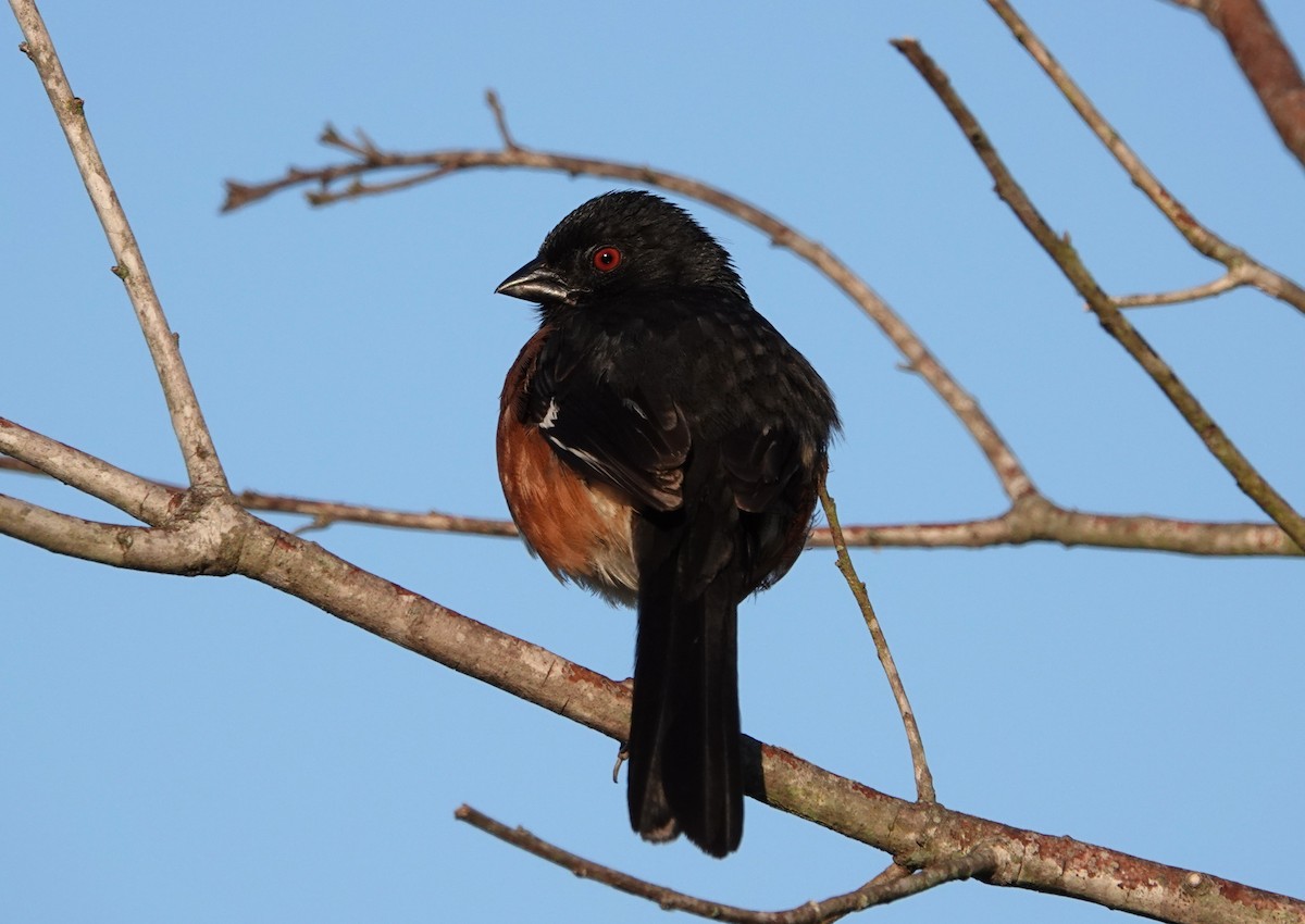 Eastern Towhee - ML636716170