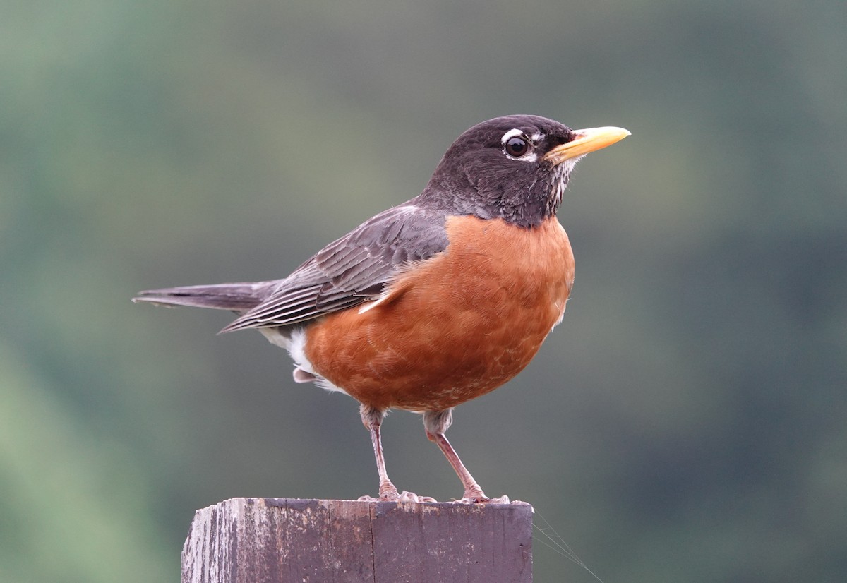 American Robin - ML636716180