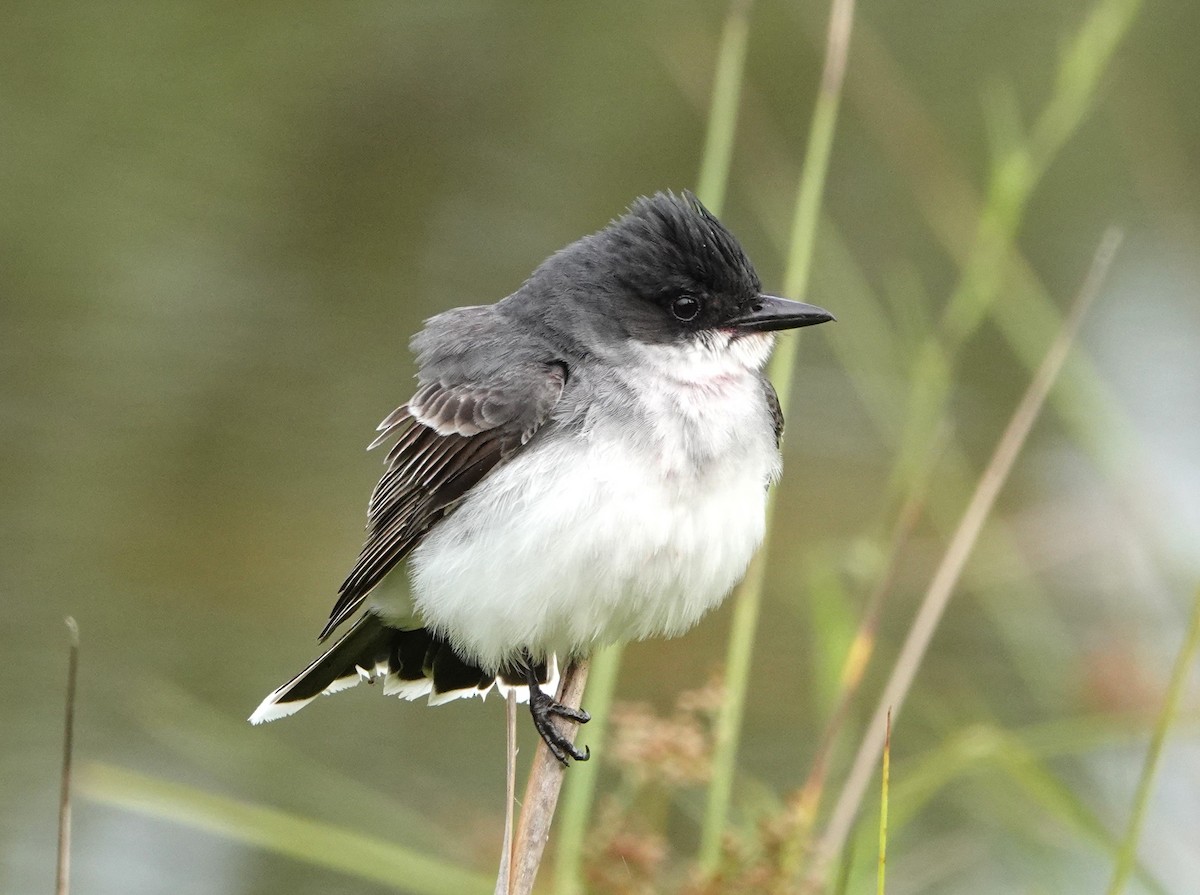 Eastern Kingbird - ML636716201