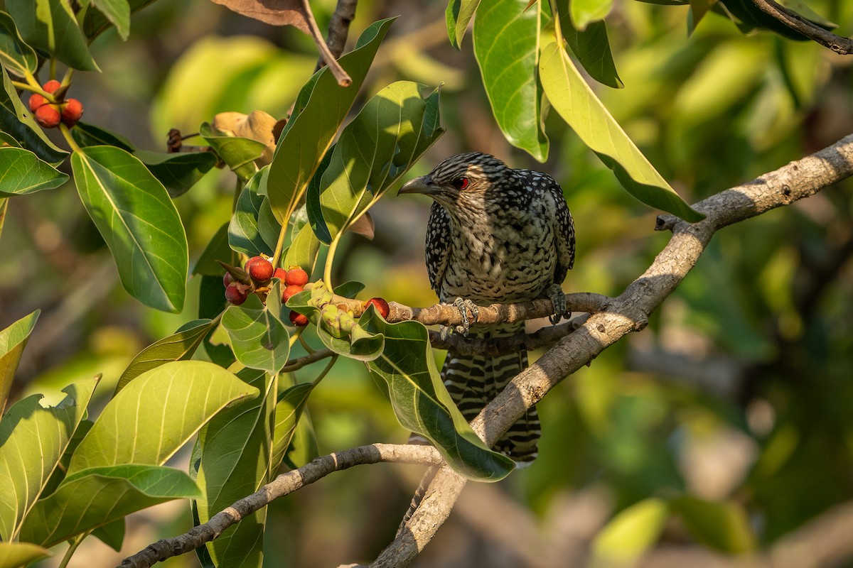 Asian Koel - ML636716202