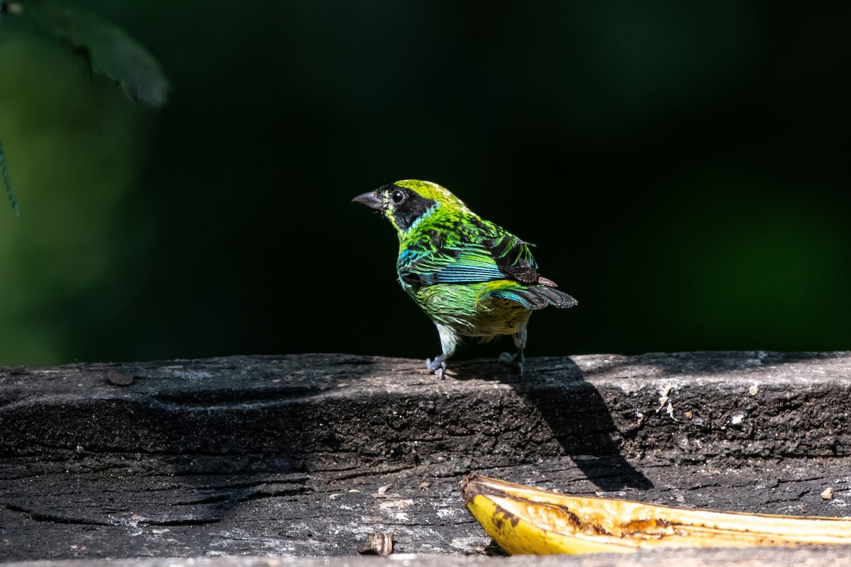 Green-and-gold Tanager - ML636716211
