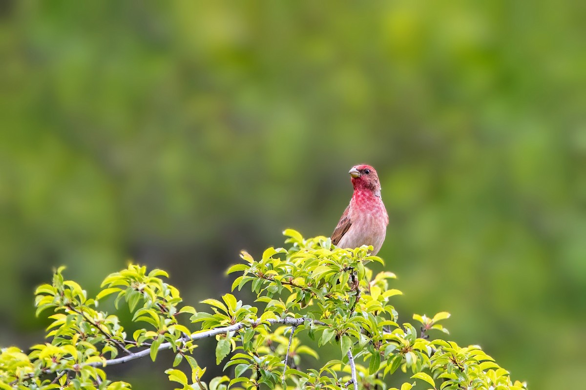 普通朱雀 - ML636716222