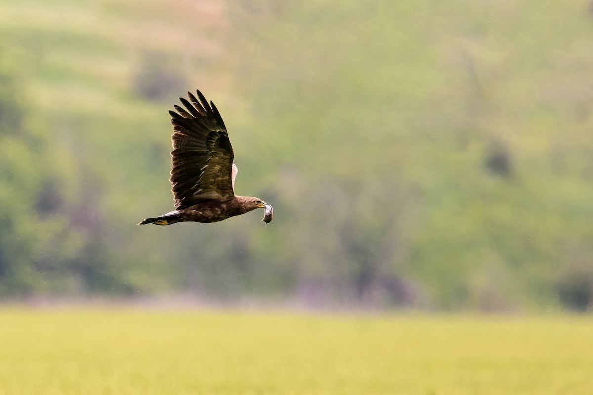 Lesser Spotted Eagle - ML636716232